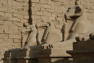 Image showing Sphinxes at Cairo