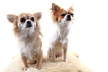 Image showing two chihuahua is resting