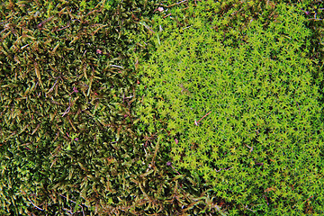 Image showing green moss background