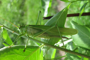 Image showing big green grasshopper