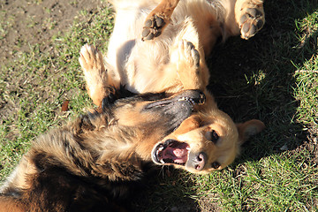 Image showing two fighting dogs