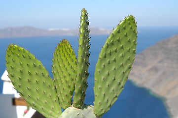 Image showing Cactus at the sea