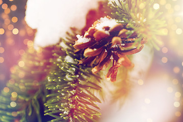 Image showing fir branch with snow and cone in winter forest