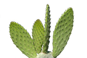 Image showing Cactus