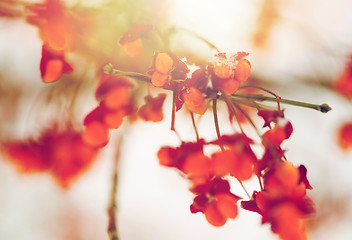 Image showing spindle or euonymus branch with fruits in winter