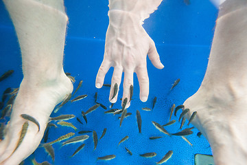 Image showing Tourists enjoying a fish massage