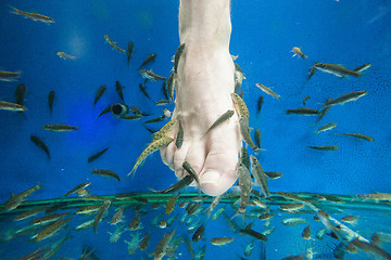 Image showing Tourists enjoying a fish massage