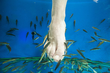 Image showing Tourists enjoying a fish massage