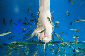 Image showing Tourists enjoying a fish massage