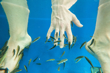 Image showing Tourists enjoying a fish massage