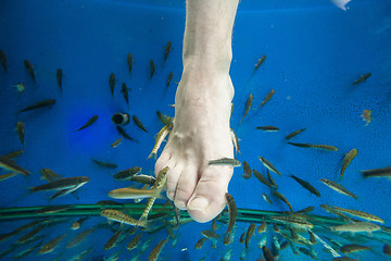 Image showing Tourists enjoying a fish massage