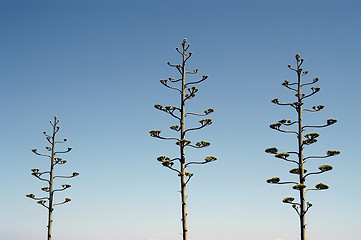 Image showing Three trees over blue sky background