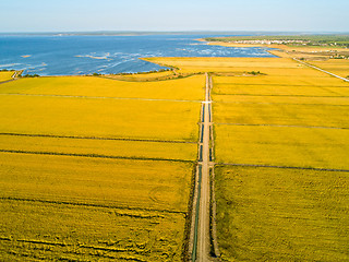 Image showing Aerial View of Rice Fields