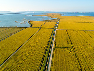 Image showing Aerial View of Rice Fields