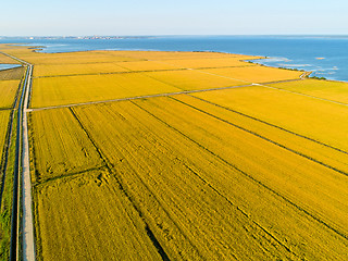 Image showing Aerial View of Rice Fields