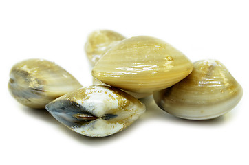 Image showing Fresh uncooked clams
