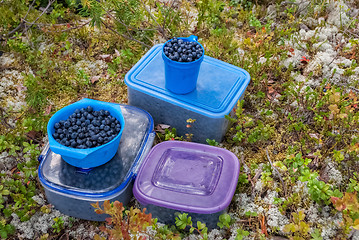 Image showing Harvest the blueberries.