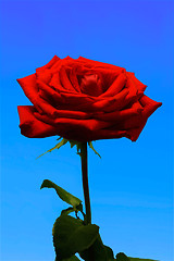 Image showing Red rose on a blue background.