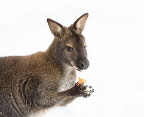 Image showing Red-necked Wallaby in snowy winter