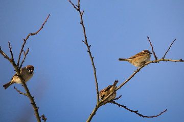 Image showing beautiful small bird house sparrow in winter