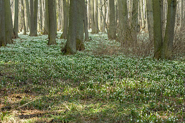 Image showing early spring snowflake flowers in forest