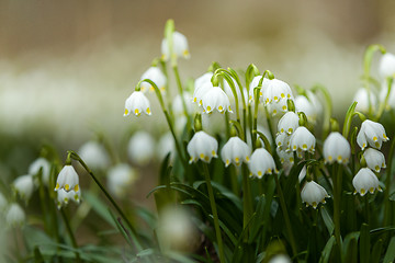 Image showing early spring snowflake flowers in forest