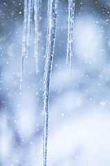 Image showing frozen icicles in snowy day background