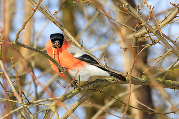 Image showing beautiful small bird common bullfinch in winter