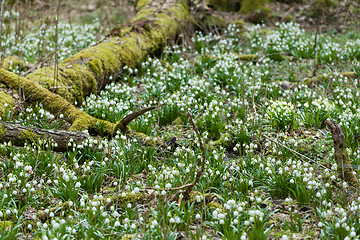 Image showing early spring snowflake flowers in forest