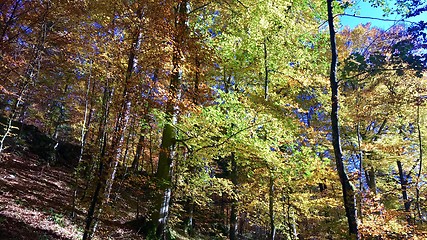 Image showing beautiful autumn forest