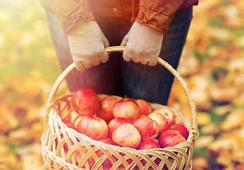 Image showing close up of woman with apples in basket at autumn