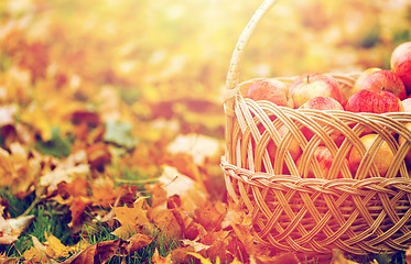 Image showing wicker basket of ripe red apples at autumn garden