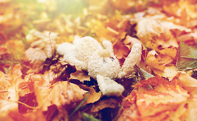 Image showing toy rabbit in fallen autumn leaves