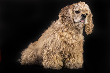 Image showing American Cocker Spaniel