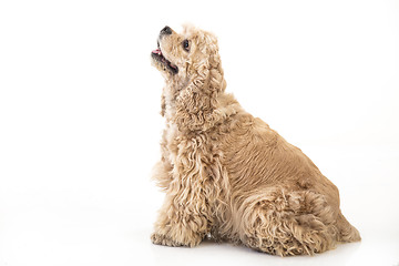 Image showing American Cocker Spaniel