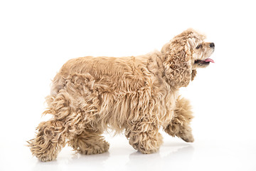 Image showing American Cocker Spaniel