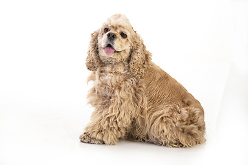 Image showing American Cocker Spaniel