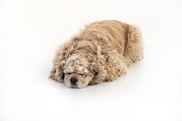 Image showing American Cocker Spaniel