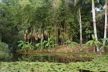 Image showing Rain-forest, Miami, Florida