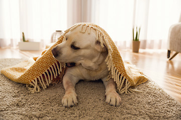 Image showing Cute dog at home