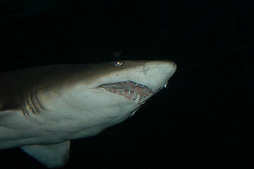 Image showing Shark