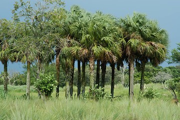 Image showing Tropical jungle