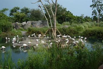 Image showing Tropical jungle