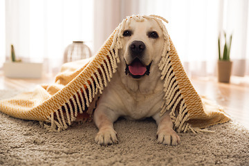 Image showing Cute dog at home