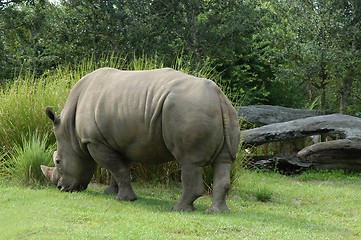 Image showing Rhinoceros