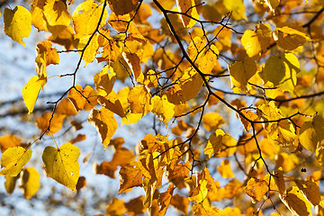 Image showing Maple Park in autumn