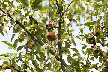 Image showing rotten pear on the tree