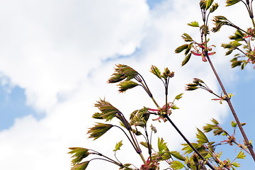 Image showing green maple leaves