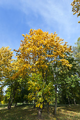 Image showing Park in the fall