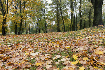 Image showing yellowed maple leaves